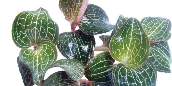 金線蓮功效與副作用