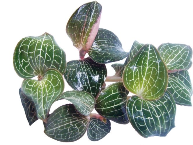 金線蓮功效與副作用 金線蓮功效與副作用