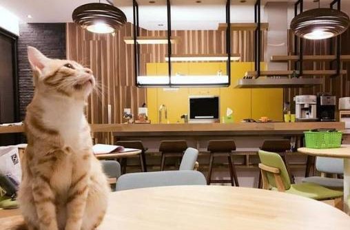 南投寵物友善住宿推薦