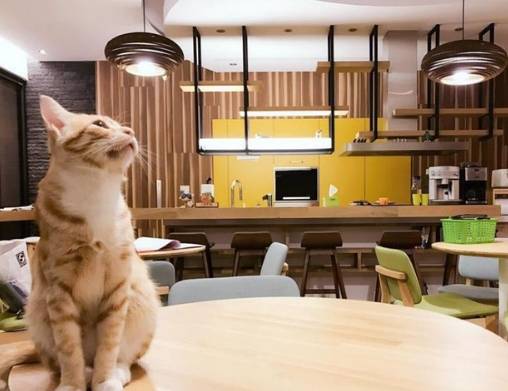 南投寵物友善住宿推薦