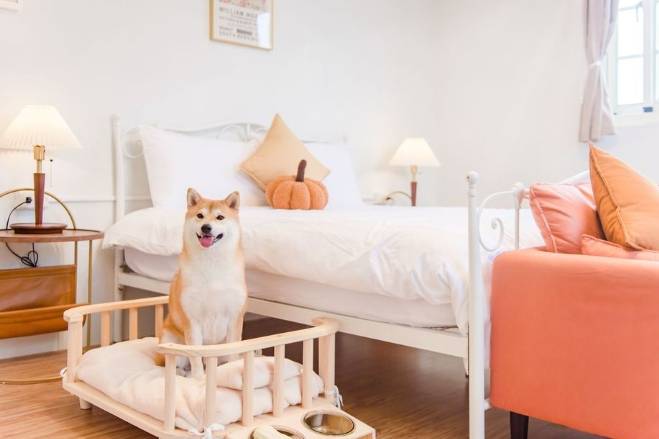 帶寵物住宿台中 帶寵物住宿台中