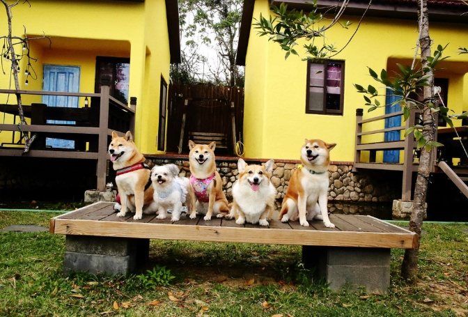 帶狗住宿 帶狗住宿