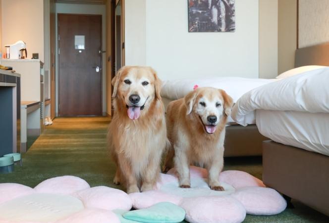 帶寵物住宿 帶寵物住宿