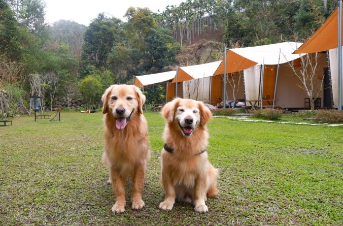 埔里帶寵物旅遊 埔里帶寵物旅遊