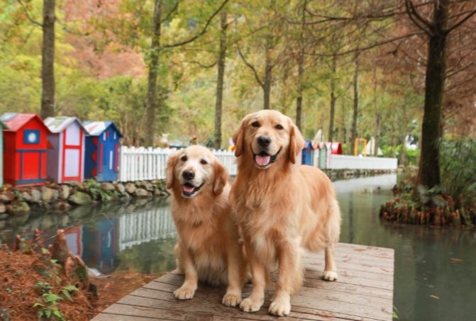 埔里帶寵物旅遊 埔里帶寵物旅遊