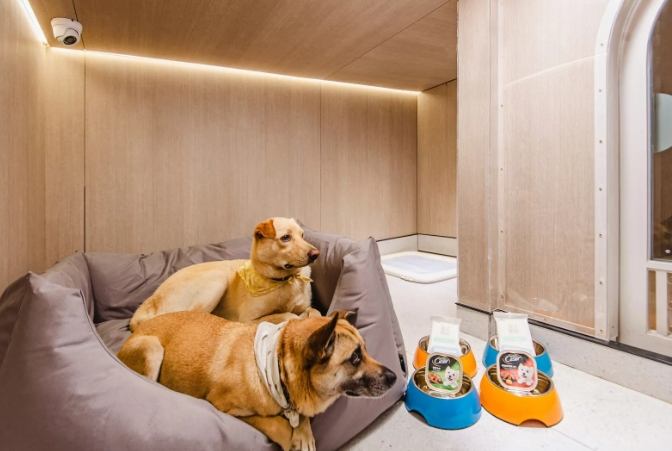 台中寵物友善飯店 台中寵物友善飯店