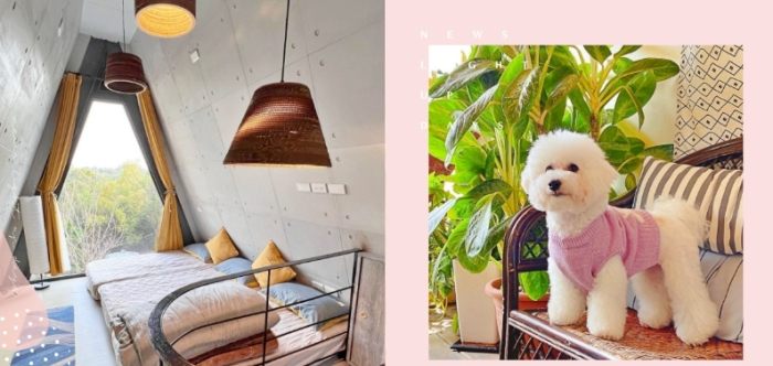 帶寵物住宿 帶寵物住宿