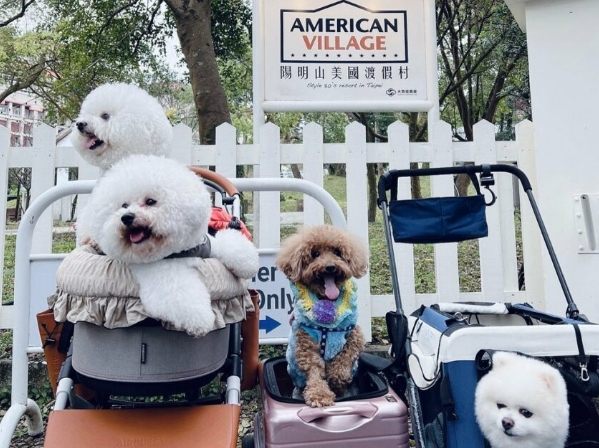 帶寵物住宿台中 帶寵物住宿台中