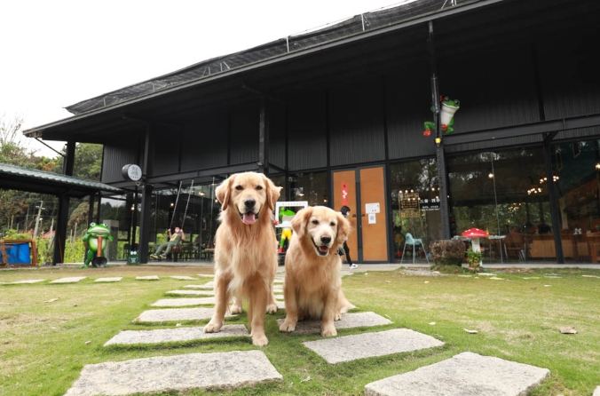 南投寵物友善餐廳 南投寵物友善餐廳
