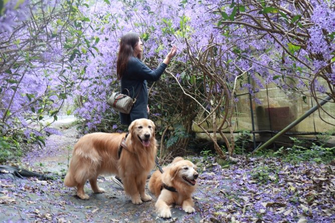 南投寵物友善去處 南投寵物友善去處