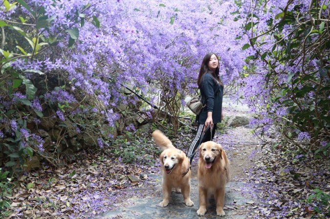 埔里帶寵物旅遊 埔里帶寵物旅遊