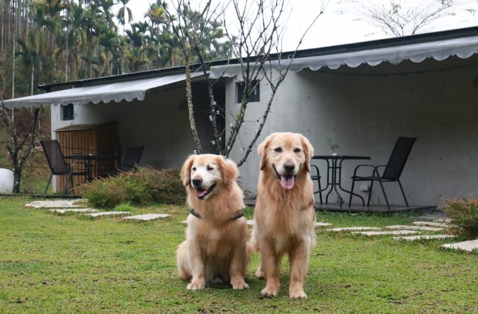 埔里寵物住宿 埔里寵物住宿