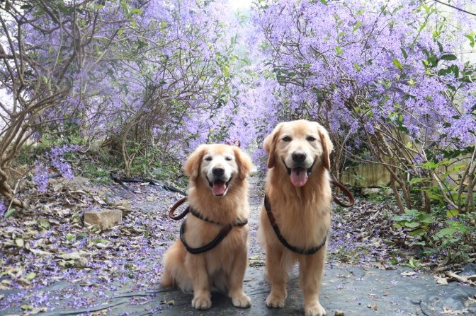 南投寵物友善去處 南投寵物友善去處