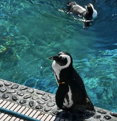 日本松山家庭旅遊