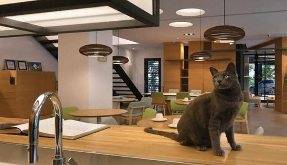 南投寵物友善汽車旅館