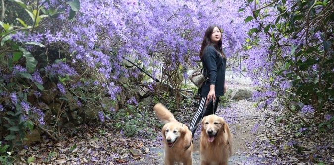 埔里寵物友善景點